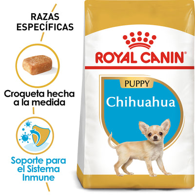 Chihuahua Puppy 1.1 kg