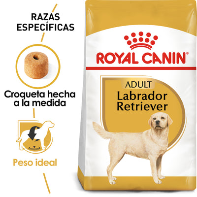 Labrador Retriever Adult
