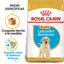 Labrador Retriever Puppy 13.6 kg