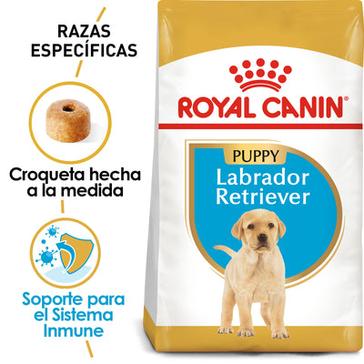 Labrador Retriever Puppy 13.6 kg