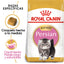 Persian Kitten 1.3 kg