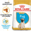 Pug Puppy 1.1 kg