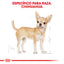 Chihuahua Adult