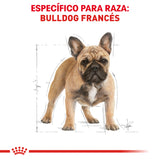 French Bulldog Adult 7.7 kg