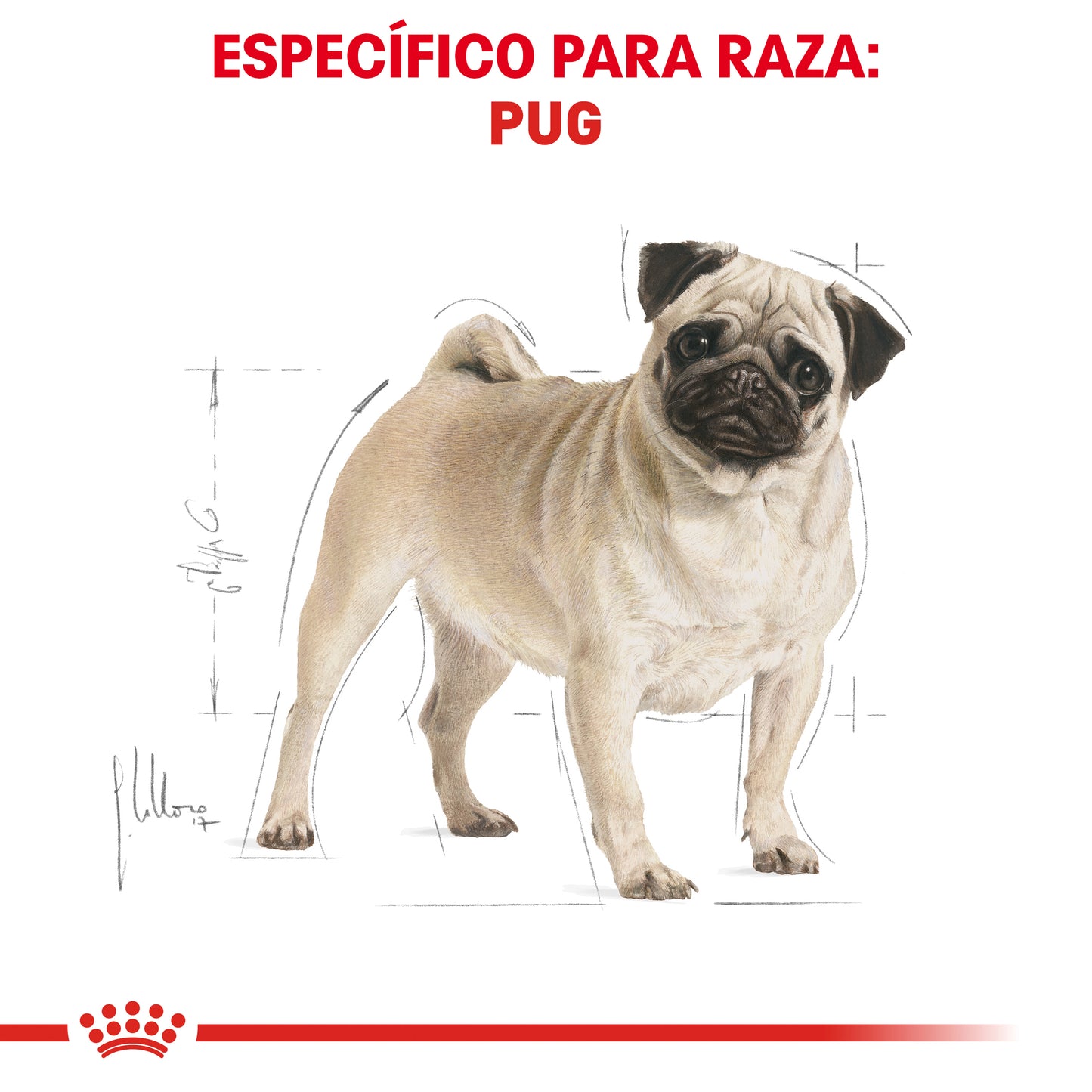 Pug Adult 4.5 kg
