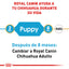 Chihuahua Puppy 1.1 kg