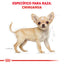 Chihuahua Puppy 1.1 kg