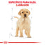 Labrador Retriever Puppy 13.6 kg