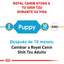 Shih-Tzu Puppy 1.1 kg