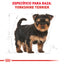 Yorkshire Puppy 1 kg