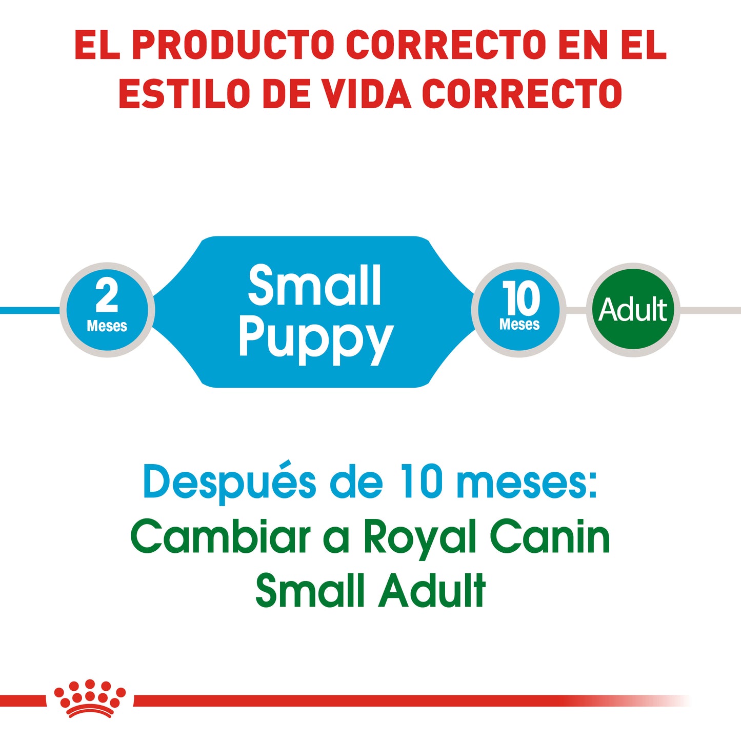 Small Puppy