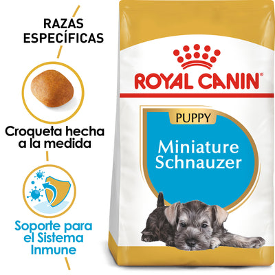 Mini Schnauzer Puppy 1.1 kg