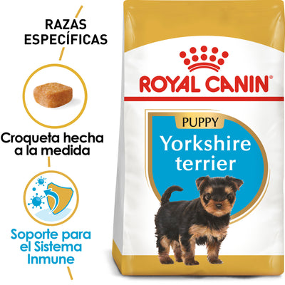 Yorkshire Puppy 1 kg